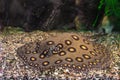 Brown spotted Potamotrygon motoro, Stingray motoro in an aquarium on sandy bottom