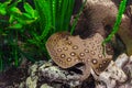 Brown spotted Potamotrygon motoro, Stingray motoro floating in an aquarium on sandy bottom