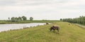 Brown spotted sheep grazing on a Royalty Free Stock Photo