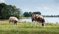 Brown spotted sheep grazing on top of a Royalty Free Stock Photo