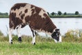 Brown spotted sheep grazing on top of a Royalty Free Stock Photo