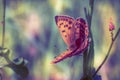 brown spotted small butterfly on a plant Royalty Free Stock Photo