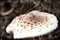 Brown spotted toadstool in autumn forest Royalty Free Stock Photo