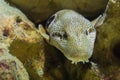 Brown spotted white moray eel with dracula teeth, sneaking from behind some rocks, a fish snake from the pacific ocean