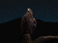 impressive spread eagle at night