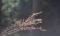 Brown sprig of grass in the forest close-up