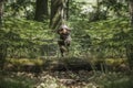 Brown Sprockapoo dog - Springer Cocker Poodle cross - running in the forest Royalty Free Stock Photo