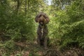 Brown Sprockapoo dog - Springer Cocker Poodle cross - sitting looking directly at the camera in the forest Royalty Free Stock Photo
