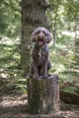 Brown Sprockapoo dog - Springer Cocker Poodle cross - sitting on a tree stump looking at the camera Royalty Free Stock Photo