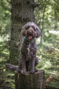 Brown Sprockapoo dog - Springer Cocker Poodle cross - sitting on a tree stump looking at the camera Royalty Free Stock Photo