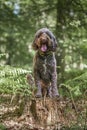 Brown Sprockapoo dog - Springer Cocker Poodle cross - sitting on a tree stump looking directly at the camera Royalty Free Stock Photo