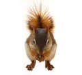 Brown Squirrel