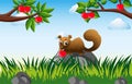 Brown squirrel in apple orchard Royalty Free Stock Photo