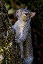 Brown Squirrel Climbing A Tree