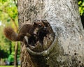 Brown squirrel in climbing on the tree Royalty Free Stock Photo