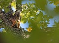 A brown squirrel coming down from an oak tree Royalty Free Stock Photo