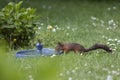 Brown squirrel drinking water from a bird bath