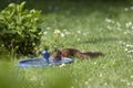 Brown squirrel drinking water from a bird bath Royalty Free Stock Photo