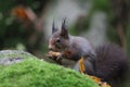 Squirrel in the forest with a nut