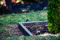 Brown squirrel foraging for eat Royalty Free Stock Photo