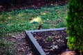 brown squirrel foraging for eat Royalty Free Stock Photo