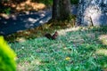 brown squirrel foraging for eat Royalty Free Stock Photo