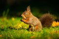 Brown squirrel with hazelnut on grass