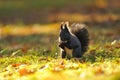 Brown squirrel with hazelnut on grass Royalty Free Stock Photo