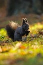 Brown squirrel with hazelnut on grass Royalty Free Stock Photo