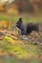 Brown squirrel with hazelnut on grass Royalty Free Stock Photo