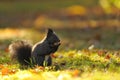 Brown squirrel with hazelnut on grass Royalty Free Stock Photo