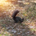 A brown squirrel hides nuts in the forest. Closeup