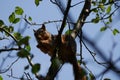 Squirrel Eating a Nut In a Treetop Royalty Free Stock Photo