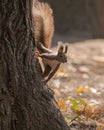 Brown Squirrel Preparing to Jump from an Old Tree Royalty Free Stock Photo