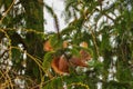 Squirrel sits in a green fir tree in the forest Royalty Free Stock Photo
