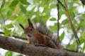 Brown squirrel sits tree branch in thicket summer forest closeup