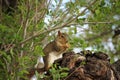 A brown squirrel sits in a tree and gnaws on a nut. Royalty Free Stock Photo