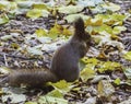 Brown squirrel sitting on autumn leaves on a sunny day and take the nut