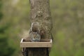 A brown squirrel sitting on a platform birdfeeder attached to the trunk of a Maple tree with a blurred background in Wisconsin Royalty Free Stock Photo