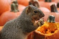 Brown Squirrel Snacking on Pumpkin Seeds