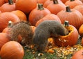 Brown Squirrel Snacking on Pumpkin Seeds