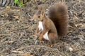 A brown squirrel is standing on the ground Royalty Free Stock Photo