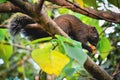 A brown squirrel is standing on a tree branch eating red fruit. Royalty Free Stock Photo