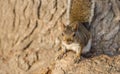 Brown squirrel at sunset Royalty Free Stock Photo