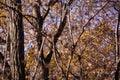 A brown squirrel in the tree during autumn season. Sciurus vulgaris in the morning