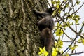 Adult squirrel on a tree bark Royalty Free Stock Photo