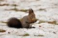 Brown squirrel in winter