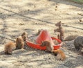 Brown squirrels eating, zoo garden, close up outdoors