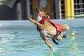 Staffordshire terrier dog in a swim vest about to land in the pool Royalty Free Stock Photo