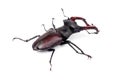 Brown stag beetle Lucanus cervus Royalty Free Stock Photo
